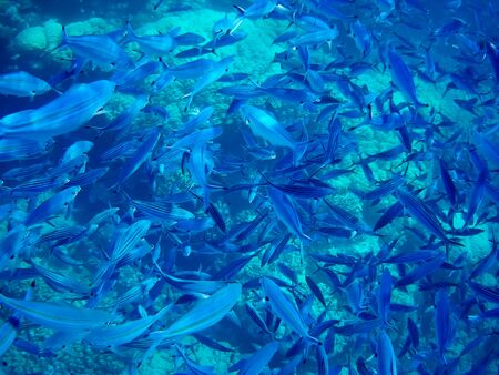 Beautiful tropical fish and coral reef near Utopia beach, Marsa Alam, Egyptの写真素材