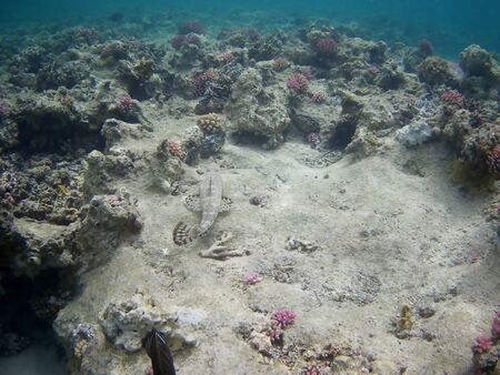 Beautiful tropical fish and coral reef near Utopia beach, Marsa Alam, Egyptの写真素材