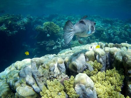 Beautiful tropical fish and coral reef near Utopia beach, Marsa Alam, Egyptの写真素材