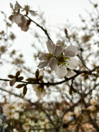 Blooming cherry tree on my garden just outside the house in spring. Czech republic, Brnoの写真素材