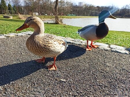 Happy wild ducks during sunny spring day with nearby pond, Lanskroun, Czech republicの写真素材