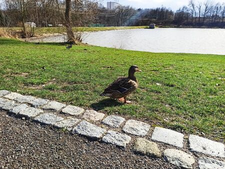Happy wild ducks during sunny spring day with nearby pond, Lanskroun, Czech republicの写真素材