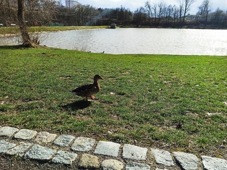 Happy wild ducks during sunny spring day with nearby pond, Lanskroun, Czech republicの写真素材