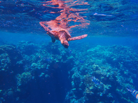 Wild green sea turtle near Jaz Solaya, Coraya bay, Marsa Alam, Egyptの写真素材