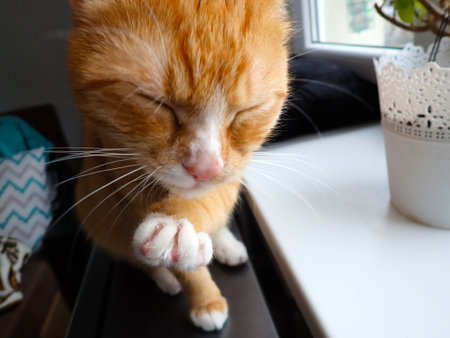 Cute ginger cat sleeping on the windowsill in the morning.の写真素材