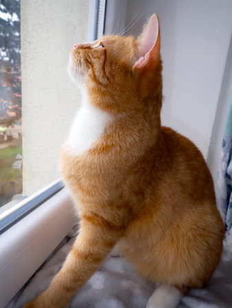 ginger cat sits on the windowsill and looks out the windowの写真素材