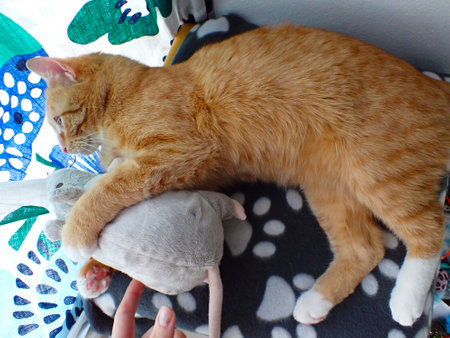 ginger cat sleeps on the couch with a pillow in his handの写真素材