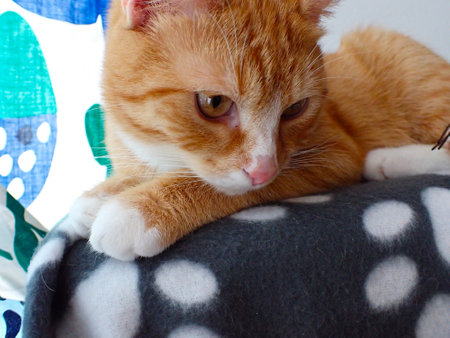Cute ginger cat lying on a pillow and looking at the cameraの写真素材