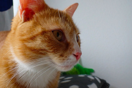 Red cat with a green scarf on a white background close-upの写真素材