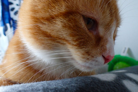 ginger cat close-up on a sofa in the room.の写真素材