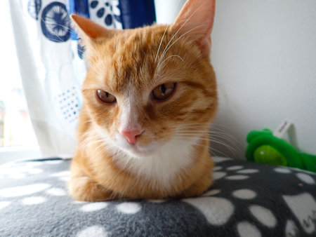 Cute ginger cat sitting on the sofa and looking at the cameraの写真素材