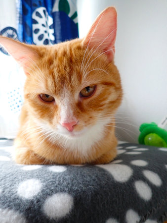 ginger cat sitting on a sofa and looking at the camera.の写真素材