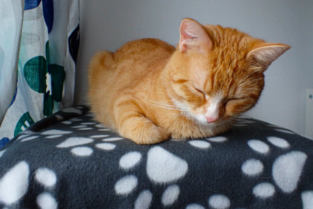 Cute ginger cat sleeping on a sofa in the room. Close-up.の写真素材