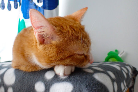 ginger cat sleeping on a sofa in the room, close-upの写真素材