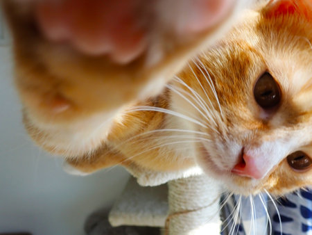 Close up of cute ginger cat looking at camera with open mouth and tongue out.の写真素材