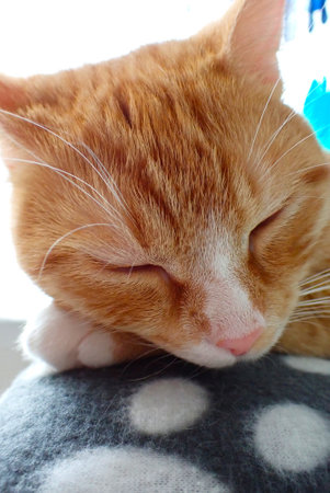 Cute ginger cat sleeping on a soft plaid. Close up.の写真素材