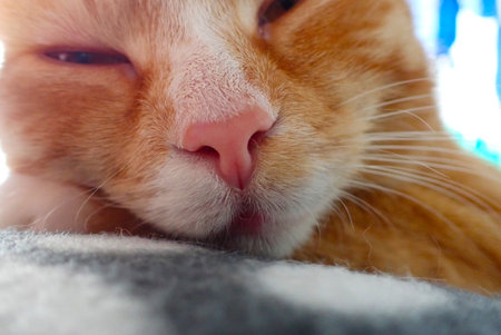 Cute red cat sleeping on a soft blanket, close-upの写真素材