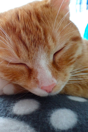 Cute red cat sleeping on a pillow. Close-up.の写真素材