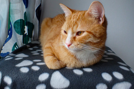ginger cat is lying on the sofa and looking at the cameraの写真素材