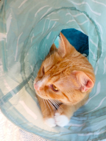 Cute ginger cat sleeping in a blue basket. Top view.の写真素材