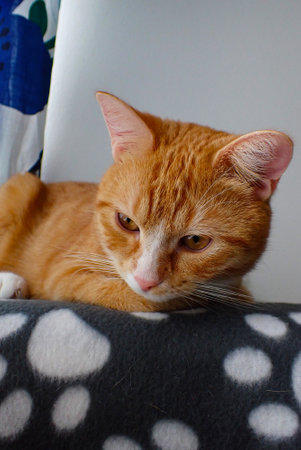 ginger cat lying on the sofa and looking at the camera.の写真素材
