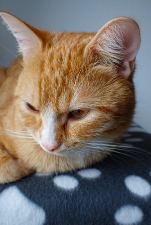 Cute ginger cat is sleeping on a pillow. Close up.の写真素材