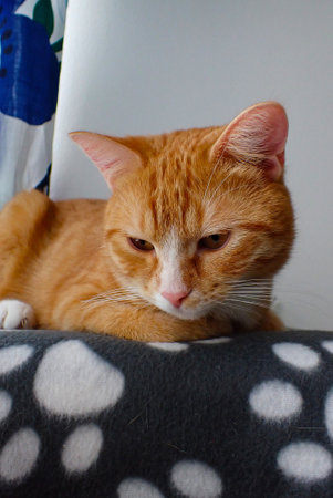 ginger cat lying on a sofa and looking at the camera.の写真素材