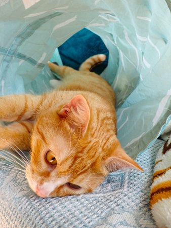 Cute ginger cat lying on a bed and looking at the cameraの写真素材