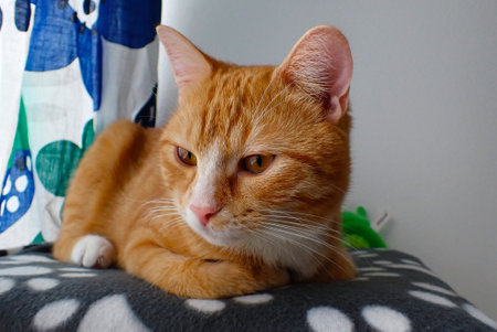 ginger cat lying on the couch and looking at the camera.の写真素材
