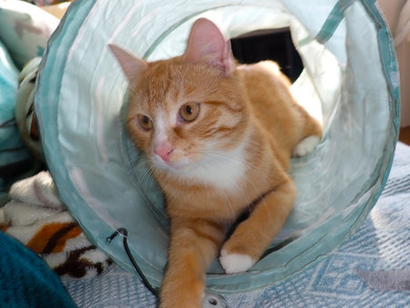ginger cat lying in a basket and looking at the camera.の写真素材