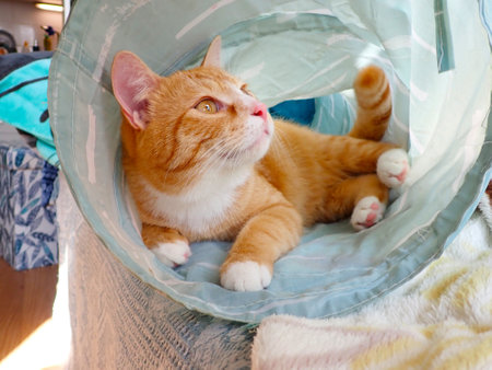 ginger cat lies in a basket and looks at the camera.の写真素材