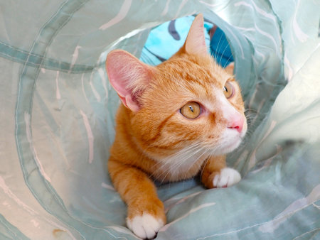 ginger cat lying on a blue blanket and looking at the cameraの写真素材