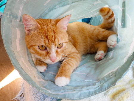 Cute ginger cat lying in a basket and looking at the cameraの写真素材
