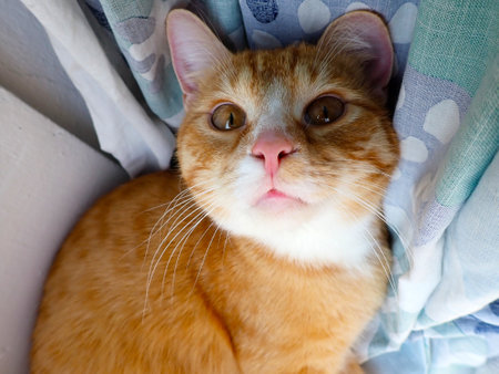 Red cat lying on the bed and looking at the camera. Close up.の写真素材