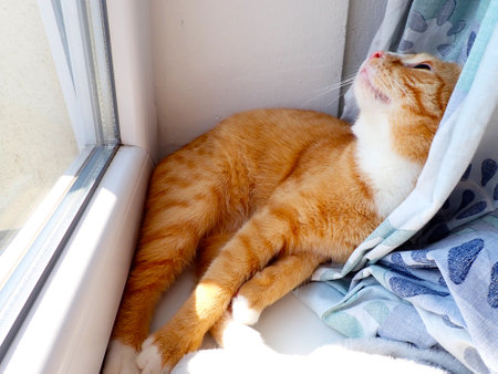 Cute ginger cat lying on the windowsill and looking out the windowの写真素材