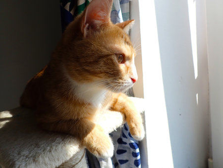 ginger cat sitting on the windowsill and looking out the windowの写真素材