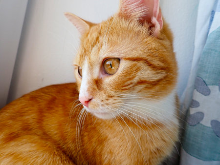 Cute ginger cat lying on the windowsill and looking at the cameraの写真素材