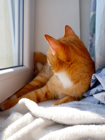 ginger cat lies on the windowsill and looks out the windowの写真素材