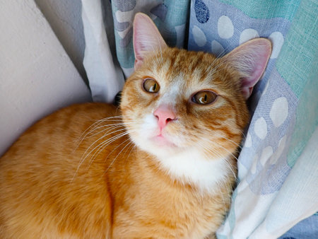 Cute red cat lying on the bed and looking at the cameraの写真素材