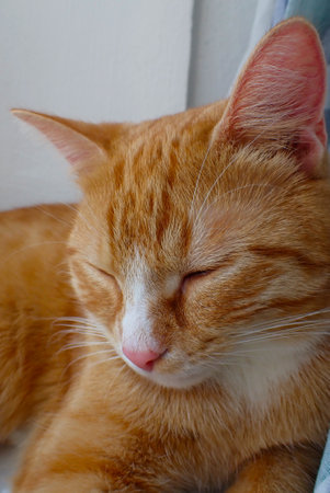 ginger cat sleeping on the windowsill, closeup of photoの写真素材