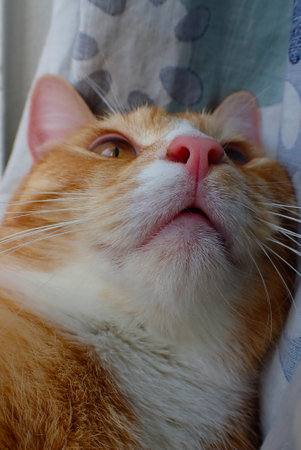 ginger cat lying on the windowsill and looking at the cameraの写真素材