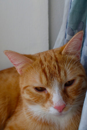 ginger cat lies on the windowsill and looks out the windowの写真素材