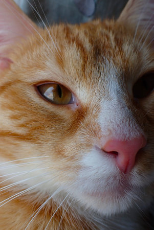ginger cat close-up portrait, shallow depth of field.の写真素材