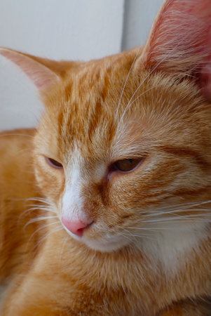 ginger cat on the windowsill, close-up, selective focusの写真素材