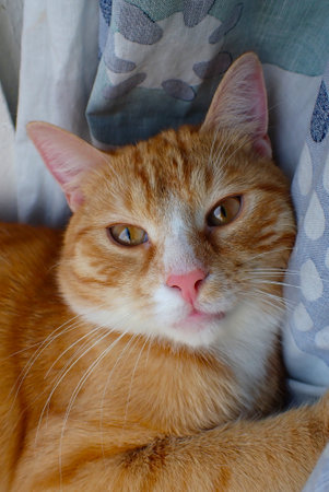 ginger cat lying on the windowsill and looking at the cameraの写真素材