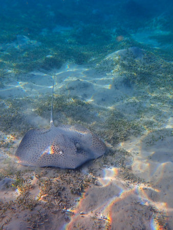 Stingray in shallow water on the seabed near Jaz Samaya, Coraya bay, Marsa Alam, Egyptの写真素材