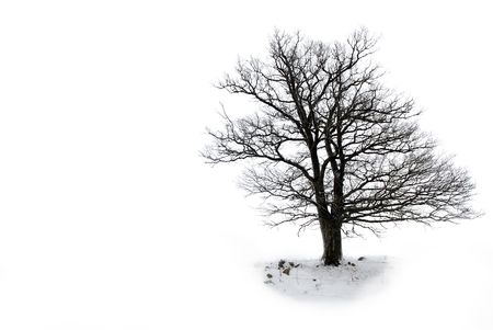 lone tree without leaves  in winterの写真素材