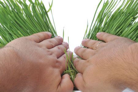 two hands spread fresh grassの写真素材