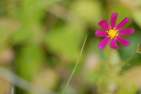small beautiful flower in  field