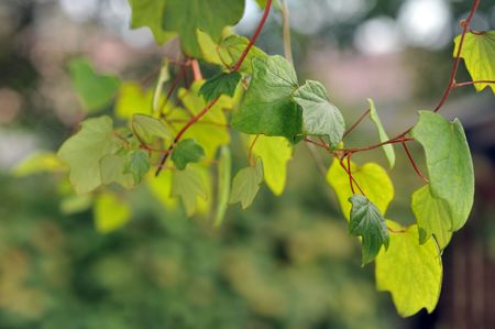 fresh colorful leaves on the tree